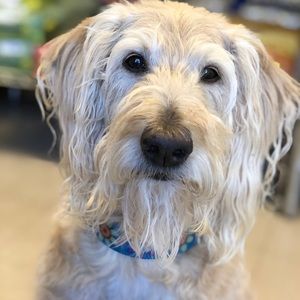 Meet your Posher, Jodey a.